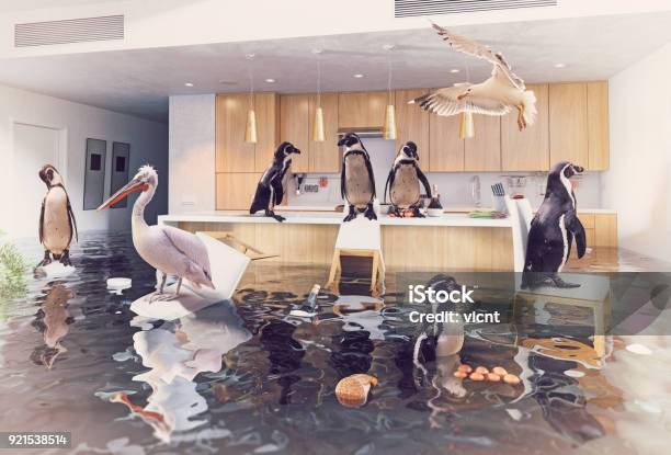 Birds In The Flooding Kitchen Stock Photo - Download Image Now - House, Flood, Humor