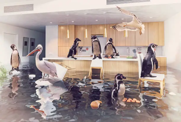 Photo of birds in the flooding kitchen