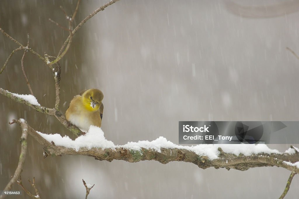 Pintassilgo-norte-aninhado em um palito durante uma pesada tempestade de - Foto de stock de Amarelo royalty-free