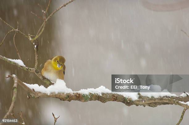 Foto de Pintassilgonorteaninhado Em Um Palito Durante Uma Pesada Tempestade De e mais fotos de stock de Amarelo