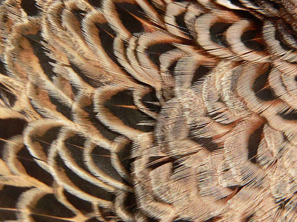 Background - Feathers II stock photo