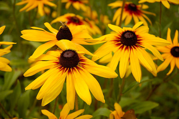istock Black-Eyed Susan Gloriosa Daisy 92155219