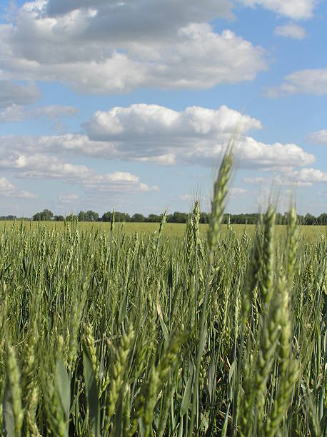 Green Wheat stock photo