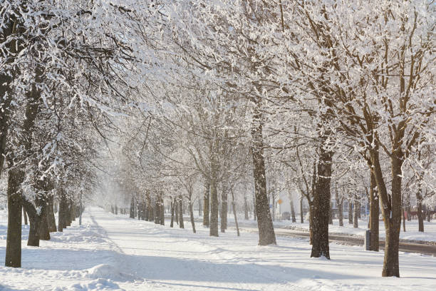 istock Snowy winter alley 921557720
