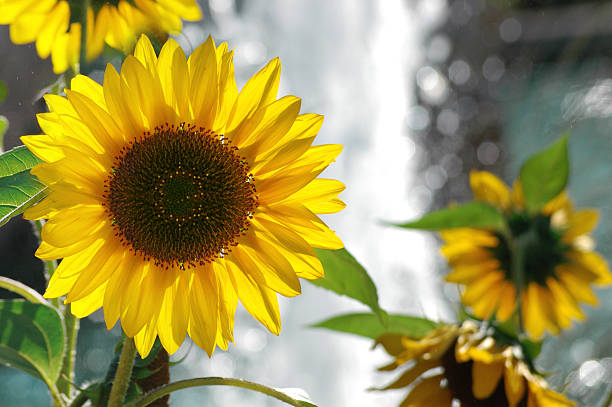 Sunflower by the water stock photo