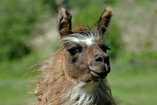 istock Portrait of a Llama 92155826