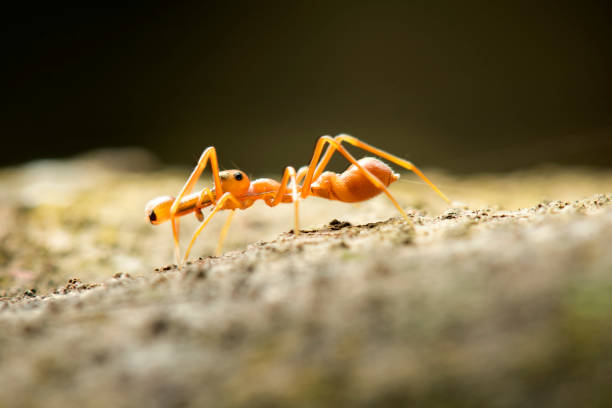 istock Ant mimic Spider in Thailand and Southeast Asia. 921559788