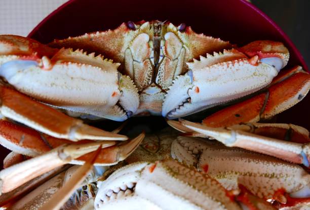 istock Red bowl full of cooked dungeness crab 921560204