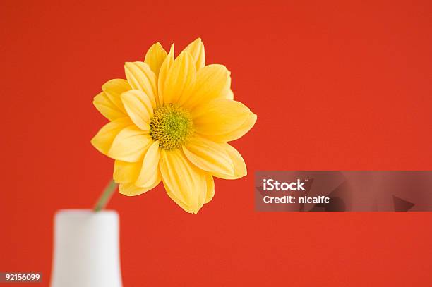 Yellow Daisy Einfarbig Hintergrund Stockfoto und mehr Bilder von Anmut - Anmut, Baumblüte, Bildhintergrund