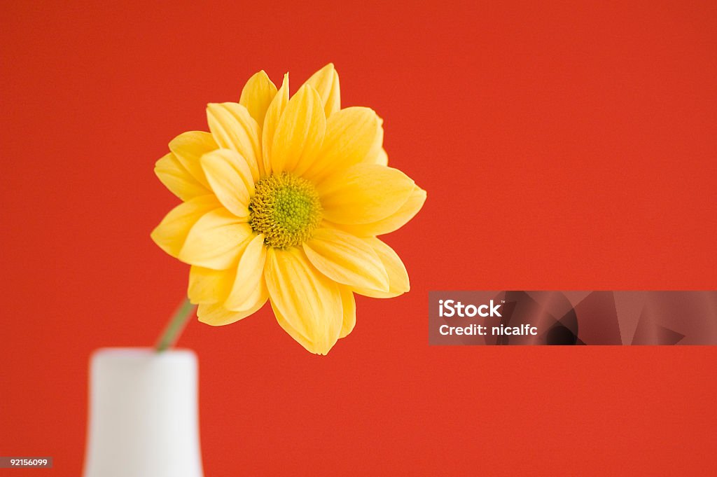 Yellow daisy fond de couleur unie - Photo de Arbre en fleurs libre de droits