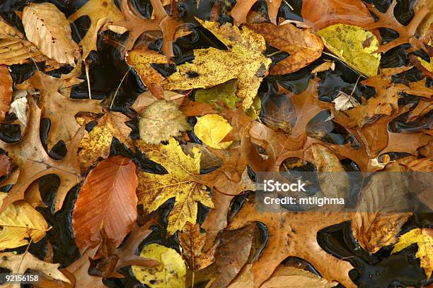 Herbst Blätter Am Boden Stockfoto und mehr Bilder von Farbbild - Farbbild, Fotografie, Herbstlaub