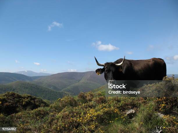 Ox In Bergen Stockfoto und mehr Bilder von Abgeschiedenheit - Abgeschiedenheit, Agrarbetrieb, Alm