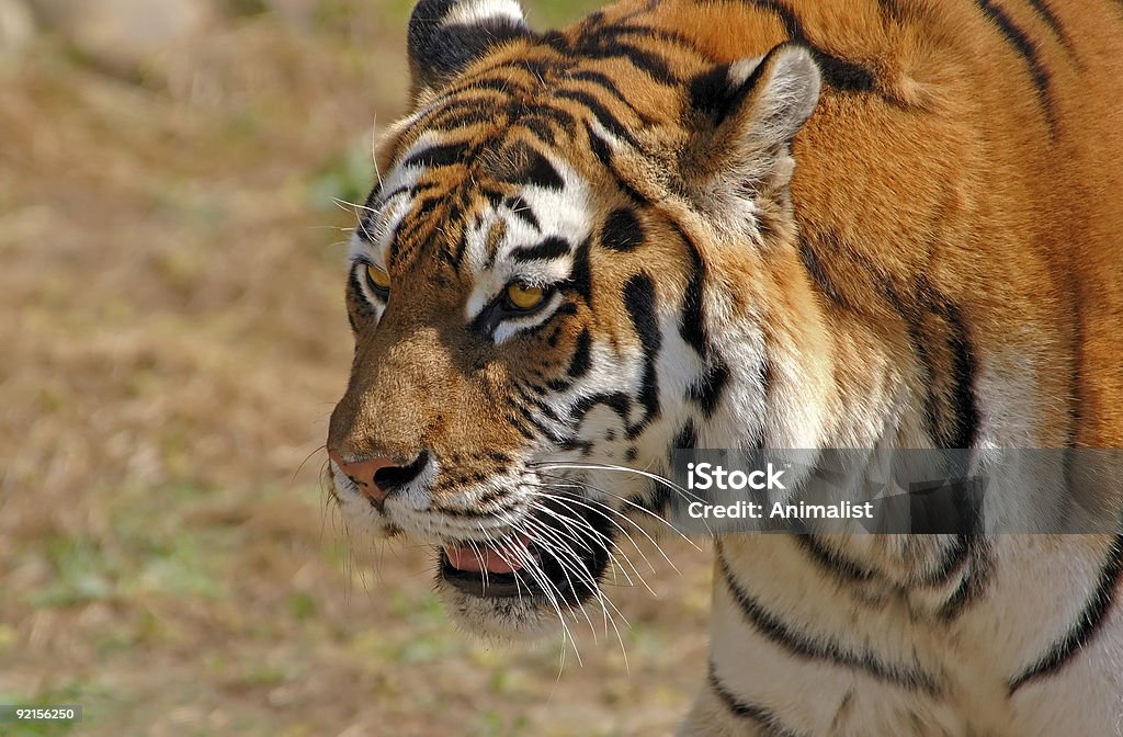 Sibirischer tiger - Lizenzfrei Bedrohte Tierart Stock-Foto
