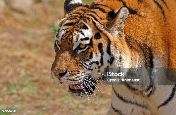 Sibirischer Tiger Stockfoto und mehr Bilder von Bedrohte Tierart - Bedrohte Tierart, Einzelnes Tier, Fangzahn - Tierzahn