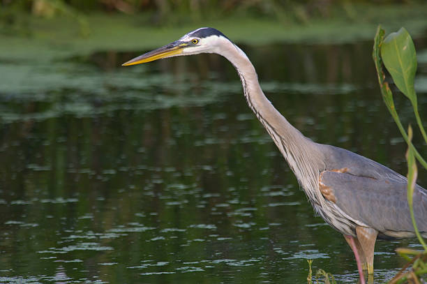istock great blue heron fishing 92156264