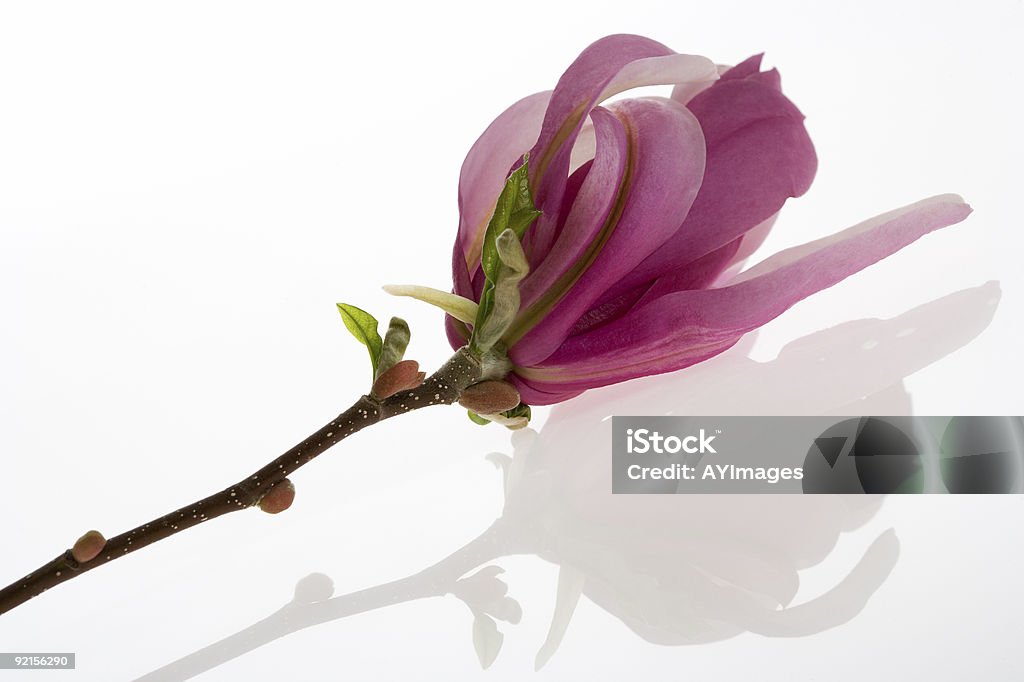 magnolia - Photo de Branche - Partie d'une plante libre de droits