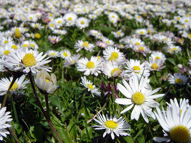 Field of daisies IV. stock photo