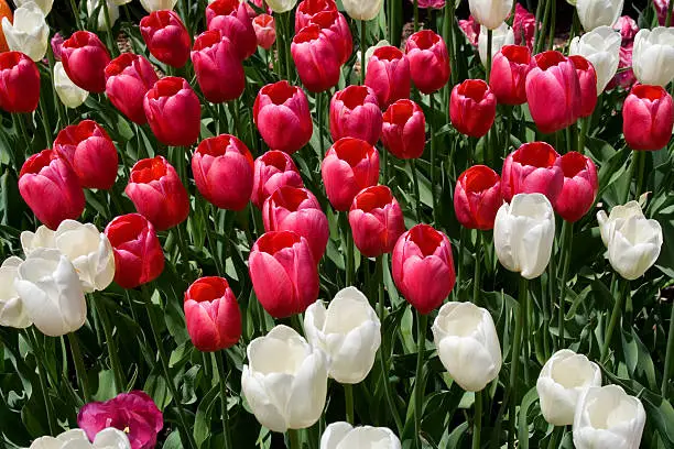 ocean of red and white tulips