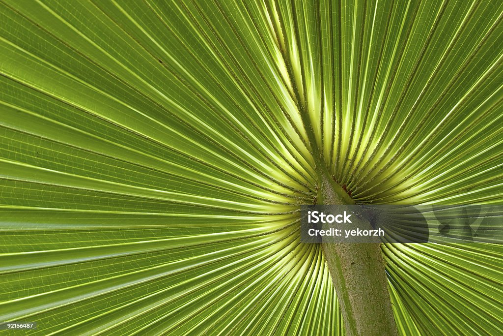 Verde folha de palmeira - Foto de stock de Botânica - Assunto royalty-free