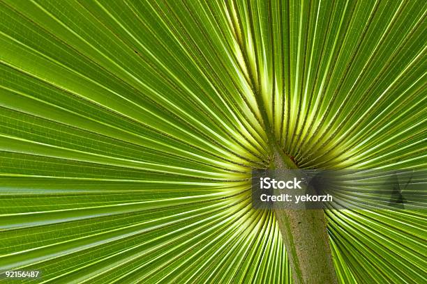 Foto de Verde Folha De Palmeira e mais fotos de stock de Botânica - Assunto - Botânica - Assunto, Fotografia - Imagem, Horizontal