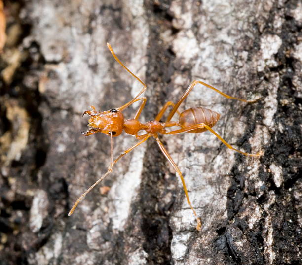 ant 05 stock photo