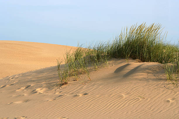 wydma - sandscape zdjęcia i obrazy z banku zdjęć