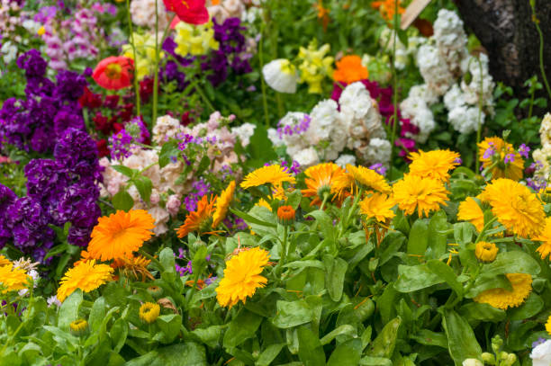 明るくカラ�フルな春の花、自然の背景 - 一年生植物 ストックフォトと画像