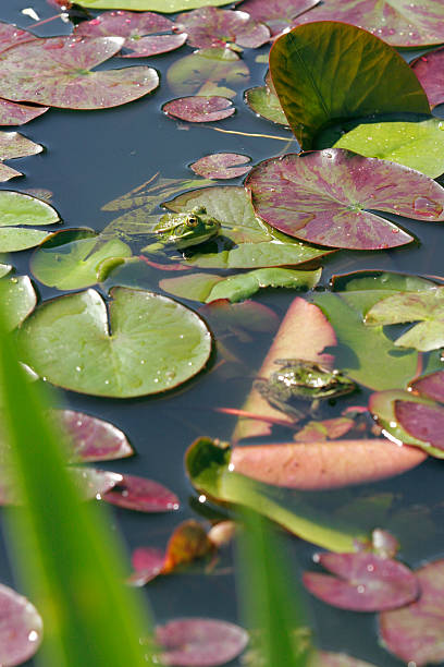 Froggy stock photo