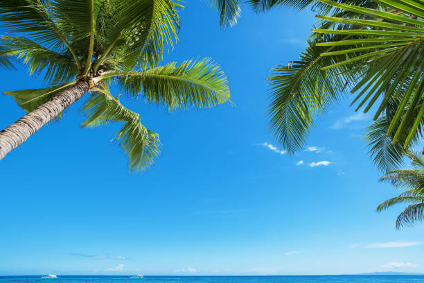 istock Palm trees, Blue sky and sea 921571430