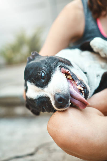 felizmente o cão ofegante senta-se no colo de seu dono - sticking out tongue animal tongue teenage girls licking - fotografias e filmes do acervo