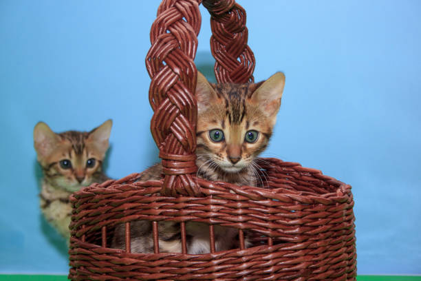 istock Two cute bengal kittens. Pet animals. 921571946