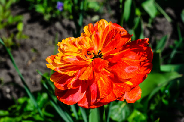 istock Red tulip on a flowerbed in garden 921577104