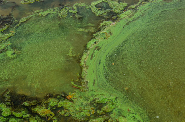 Green algae pollution on a water surface stock photo