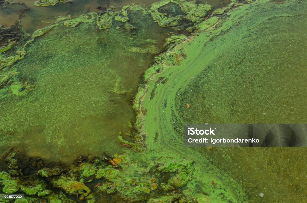 Poluição de algas verdes, sobre uma superfície de água - Foto de stock de Alga royalty-free
