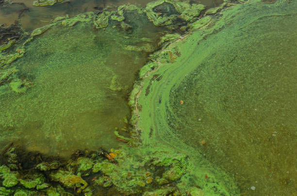 poluição de algas verdes, sobre uma superfície de água - algae slimy green water - fotografias e filmes do acervo