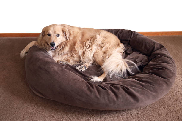 istock Golden Retriever in Comfy Dog Bed 921577516