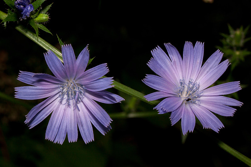 Two beautiful flowers blossoming on a twig of chicory. Live nature. Summer morning.