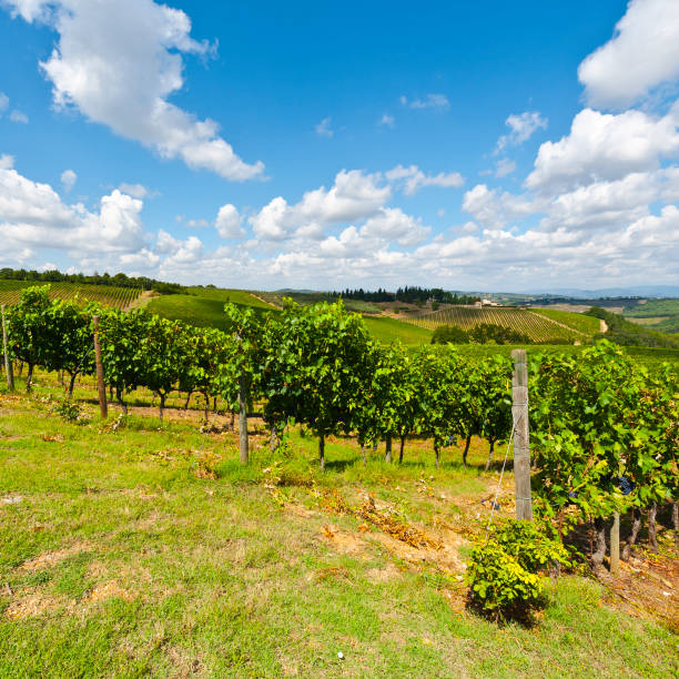 istock Wine farm surrounded with vineyards 921577760