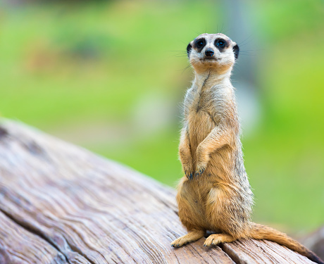 Portrait of Meerkat Suricata suricatta, African native animal, small carnivore belonging to the mongoose family