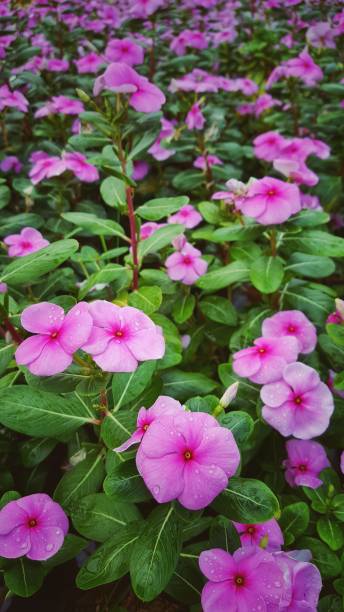 vinca dans le jardin - catharanthus photos et images de collection