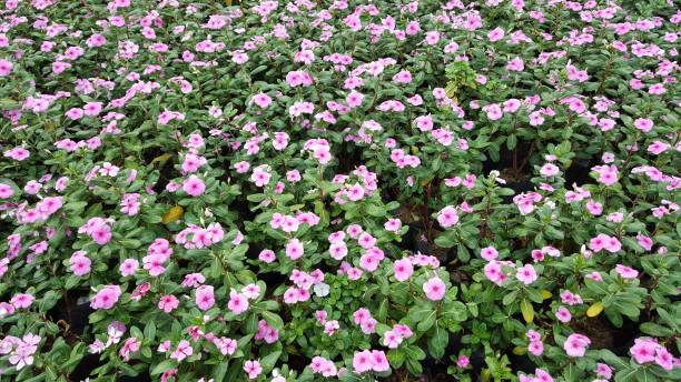 istock vinca in the garden 921581400