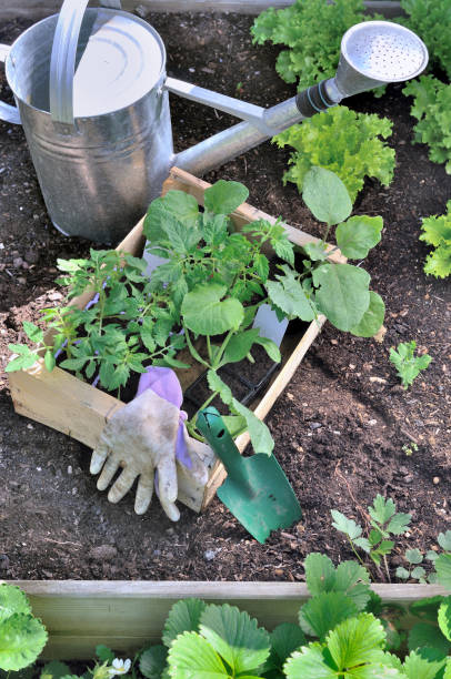 istock seedlings for plantation with watering can and shovel 921583872