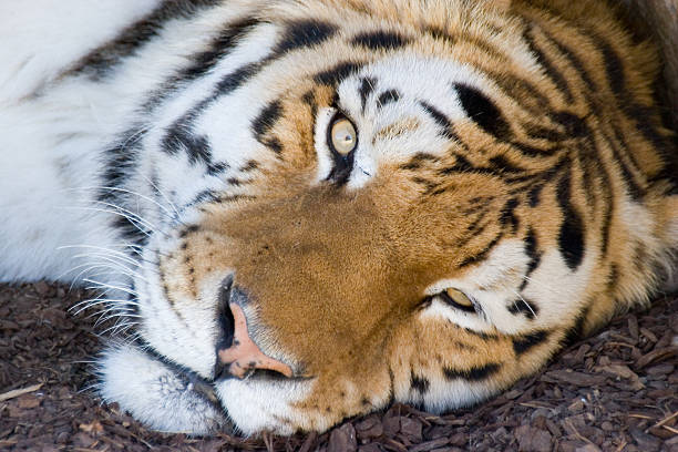 Foto de cabeça de tigre-da-Bengala - foto de acervo