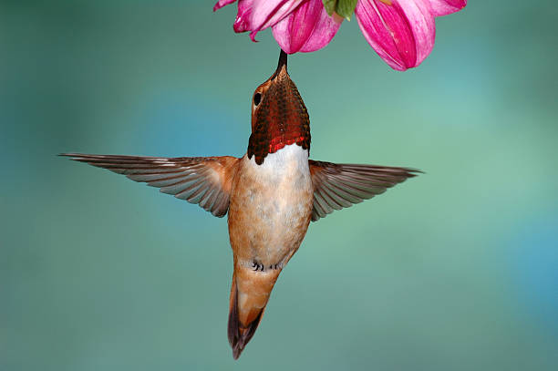 istock Male Rufous Hummingbird 92158408