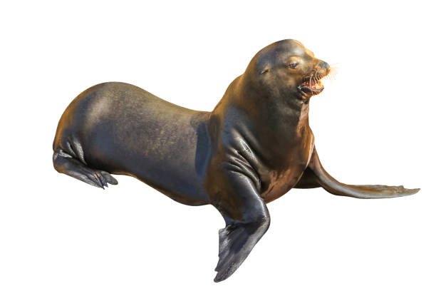 istock California Sea Lion 921584936