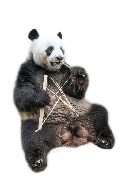 giant panda essen - monochrome black and white eating chinese cuisine stock-fotos und bilder