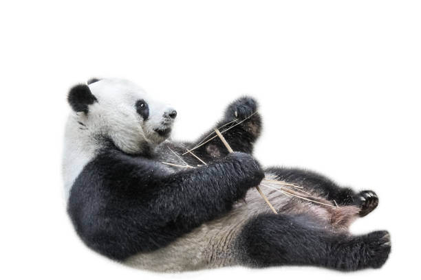 giant panda entspannend - monochrome black and white eating chinese cuisine stock-fotos und bilder