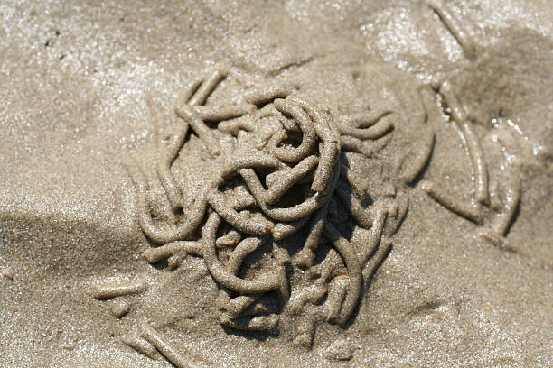Engagement ring lost in the wet sand at the beach