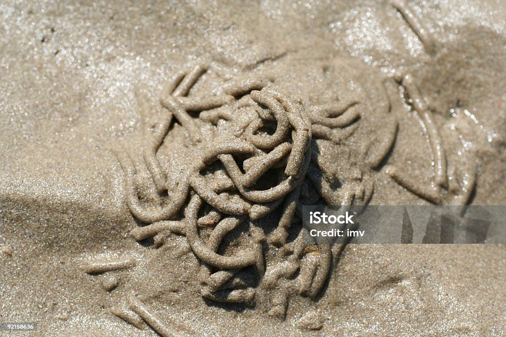 arenicola sea worm  Color Image Stock Photo