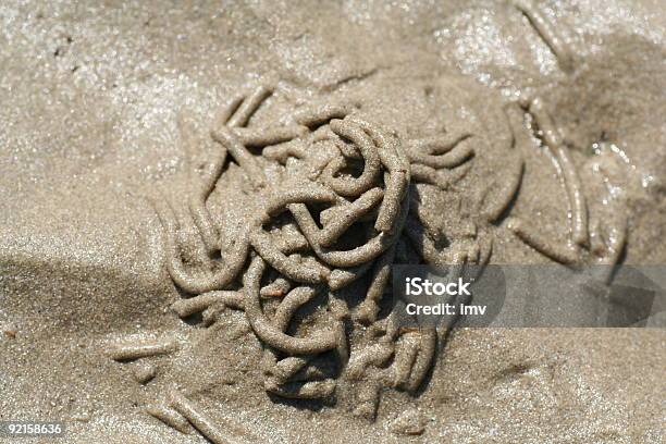 Arenicola Sea Worm Stock Photo - Download Image Now - Color Image, Feather Duster Worm, Horizontal